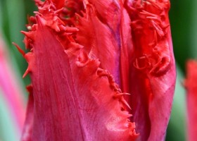 Tulipa San Giovanni ® (3)